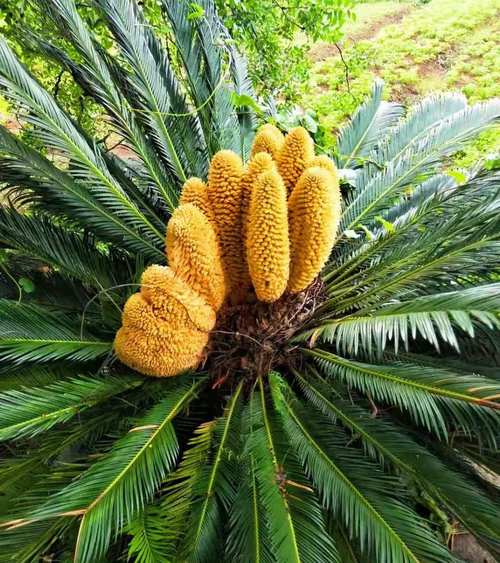 铁树能不能开花？，铁树到底会不会开花?-第2张图片-优品飞百科