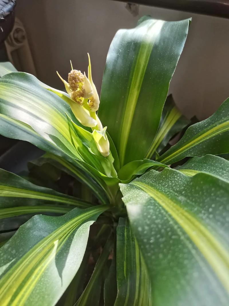 铁树能不能开花？，铁树到底会不会开花?-第3张图片-优品飞百科