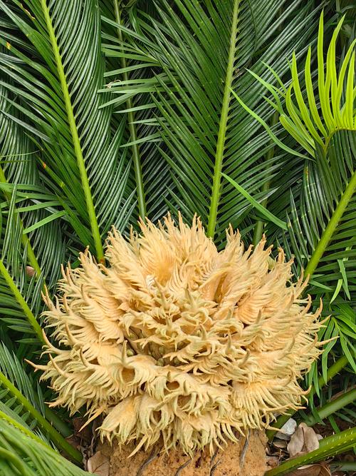 铁树能不能开花？，铁树到底会不会开花?-第4张图片-优品飞百科