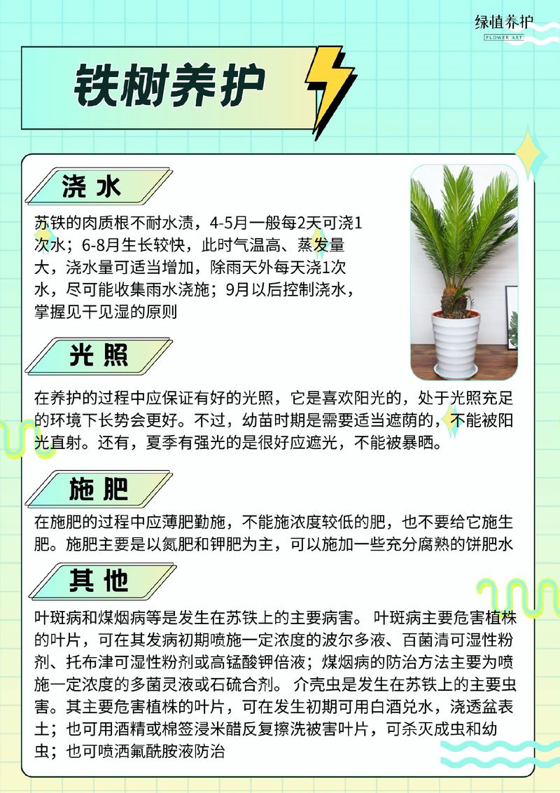 铁树能不能开花？，铁树到底会不会开花?-第5张图片-优品飞百科