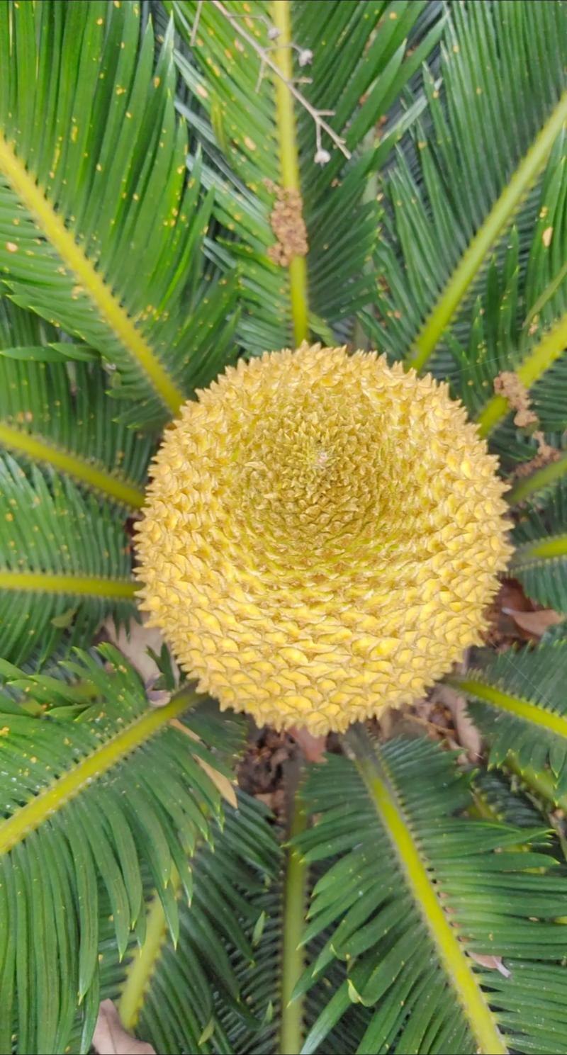 铁树能不能开花？，铁树到底会不会开花?-第6张图片-优品飞百科