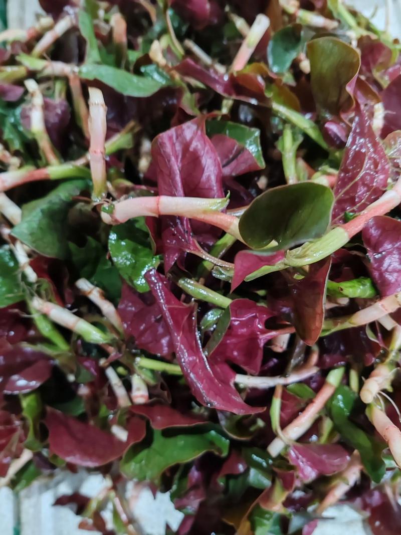 鱼腥草的功效，鱼腥草能吃吗，鱼腥草的功效与禁忌?-第5张图片-优品飞百科