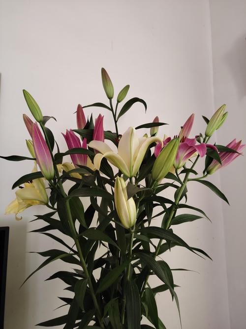 家里养百合不吉利吗，家里养百合不吉利吗风水？-第3张图片-优品飞百科