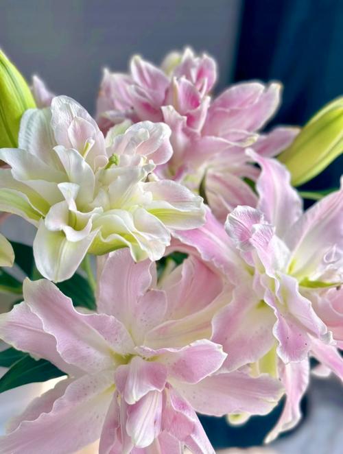 家里养百合不吉利吗，家里养百合不吉利吗风水？-第4张图片-优品飞百科