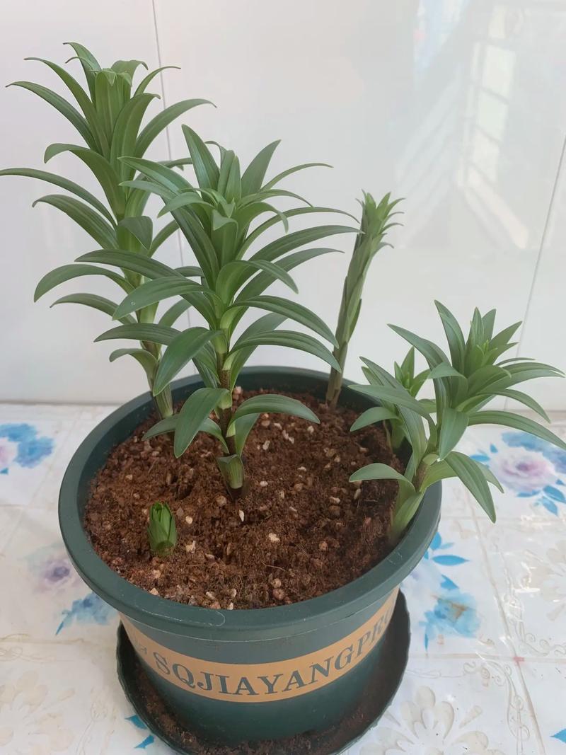 家里养百合不吉利吗，家里养百合不吉利吗风水？-第5张图片-优品飞百科