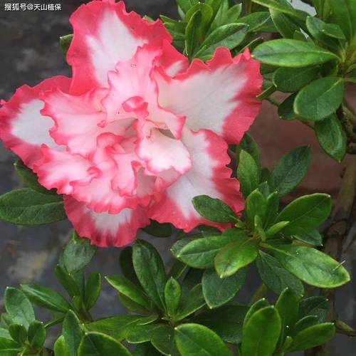 丹东适合养什么花，市花和市树是什么，丹东盛产什么花？-第1张图片-优品飞百科