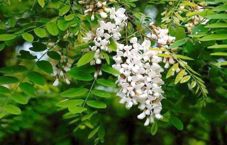 丹东适合养什么花，市花和市树是什么，丹东盛产什么花？-第5张图片-优品飞百科