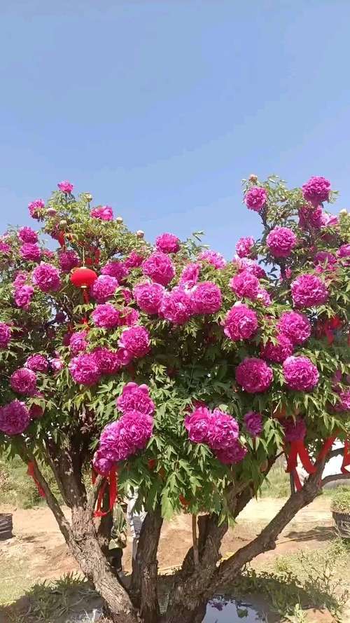 丹东适合养什么花，市花和市树是什么，丹东盛产什么花？-第6张图片-优品飞百科