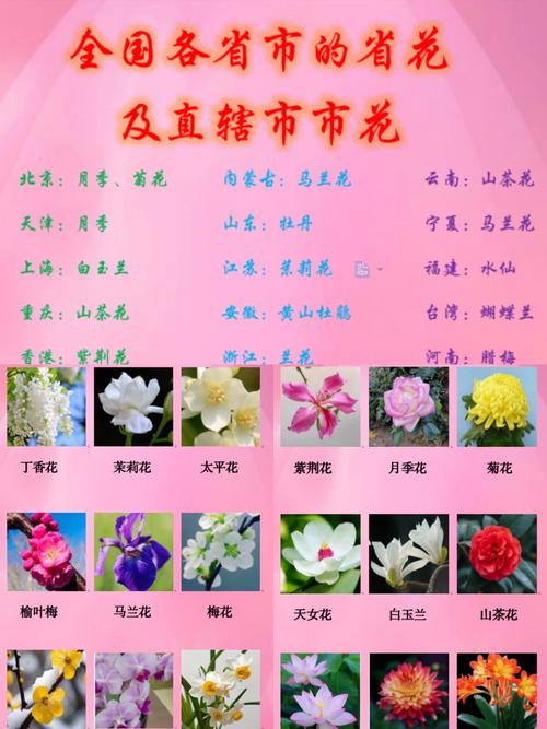 丹东适合养什么花，市花和市树是什么，丹东盛产什么花？-第7张图片-优品飞百科