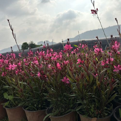 山桃的养殖方法？山桃怎么养？-第1张图片-优品飞百科