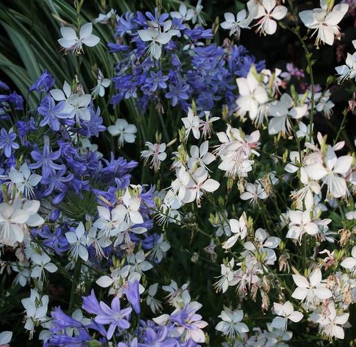 山桃的养殖方法？山桃怎么养？-第2张图片-优品飞百科