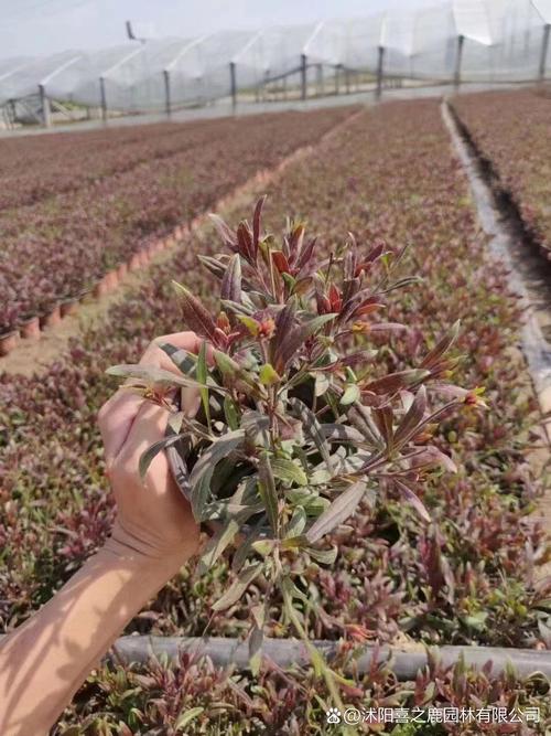 山桃的养殖方法？山桃怎么养？-第3张图片-优品飞百科