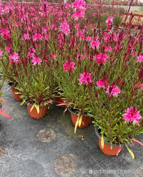 山桃的养殖方法？山桃怎么养？-第4张图片-优品飞百科