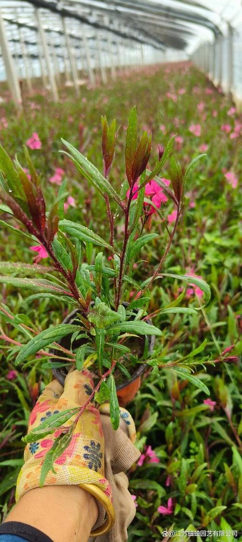 山桃的养殖方法？山桃怎么养？-第5张图片-优品飞百科