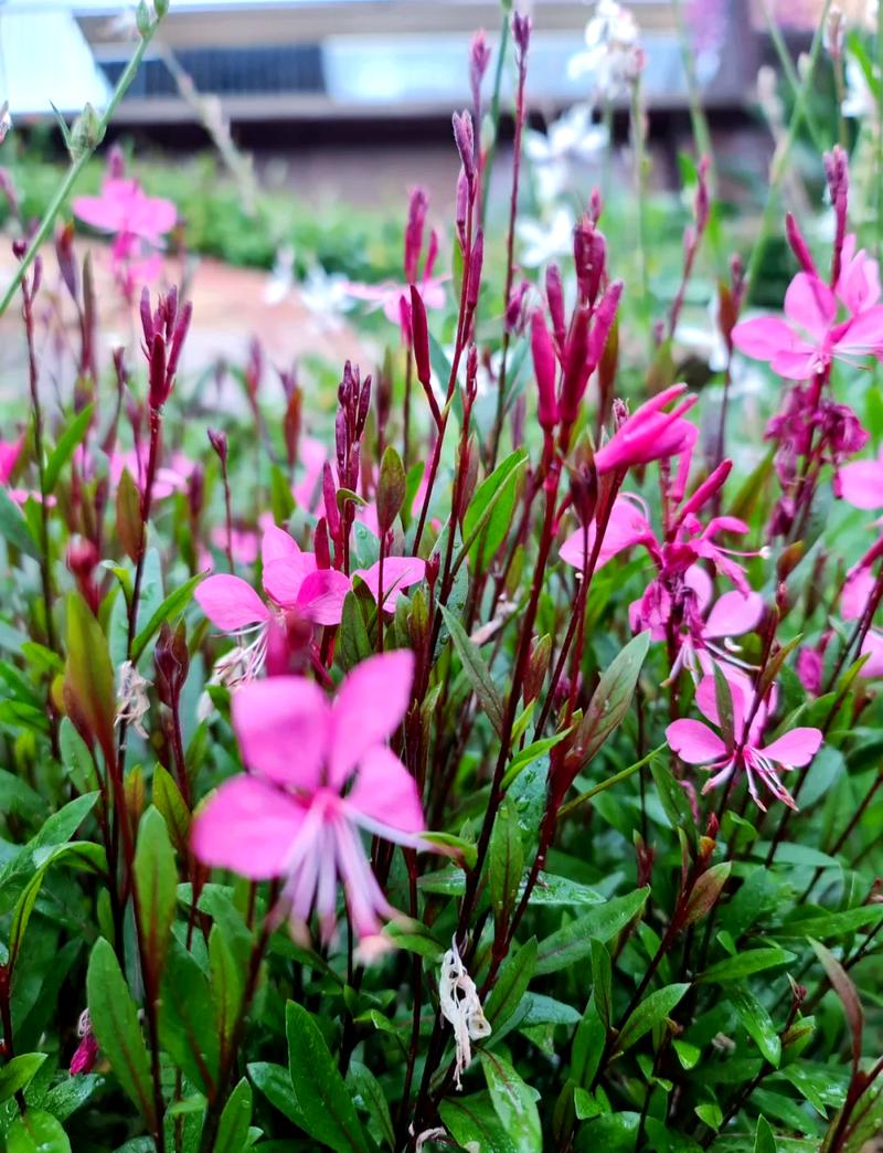 山桃的养殖方法？山桃怎么养？-第7张图片-优品飞百科