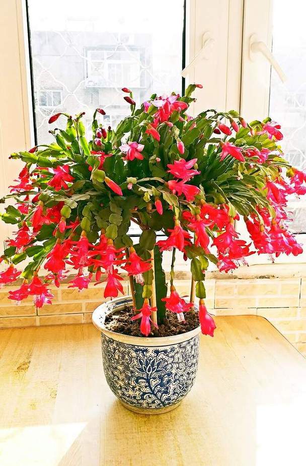 蟹爪兰放室内还是室外，蟹爪兰放室内还是室外好-第2张图片-优品飞百科