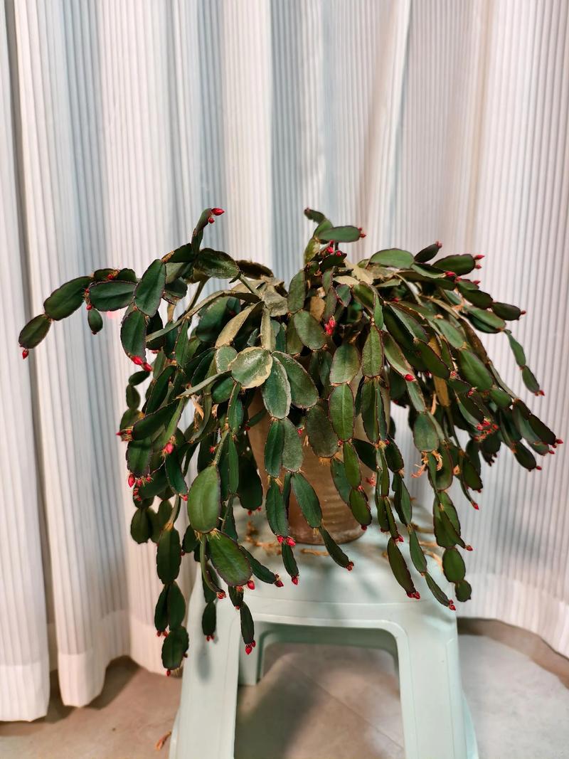 蟹爪兰放室内还是室外，蟹爪兰放室内还是室外好-第3张图片-优品飞百科