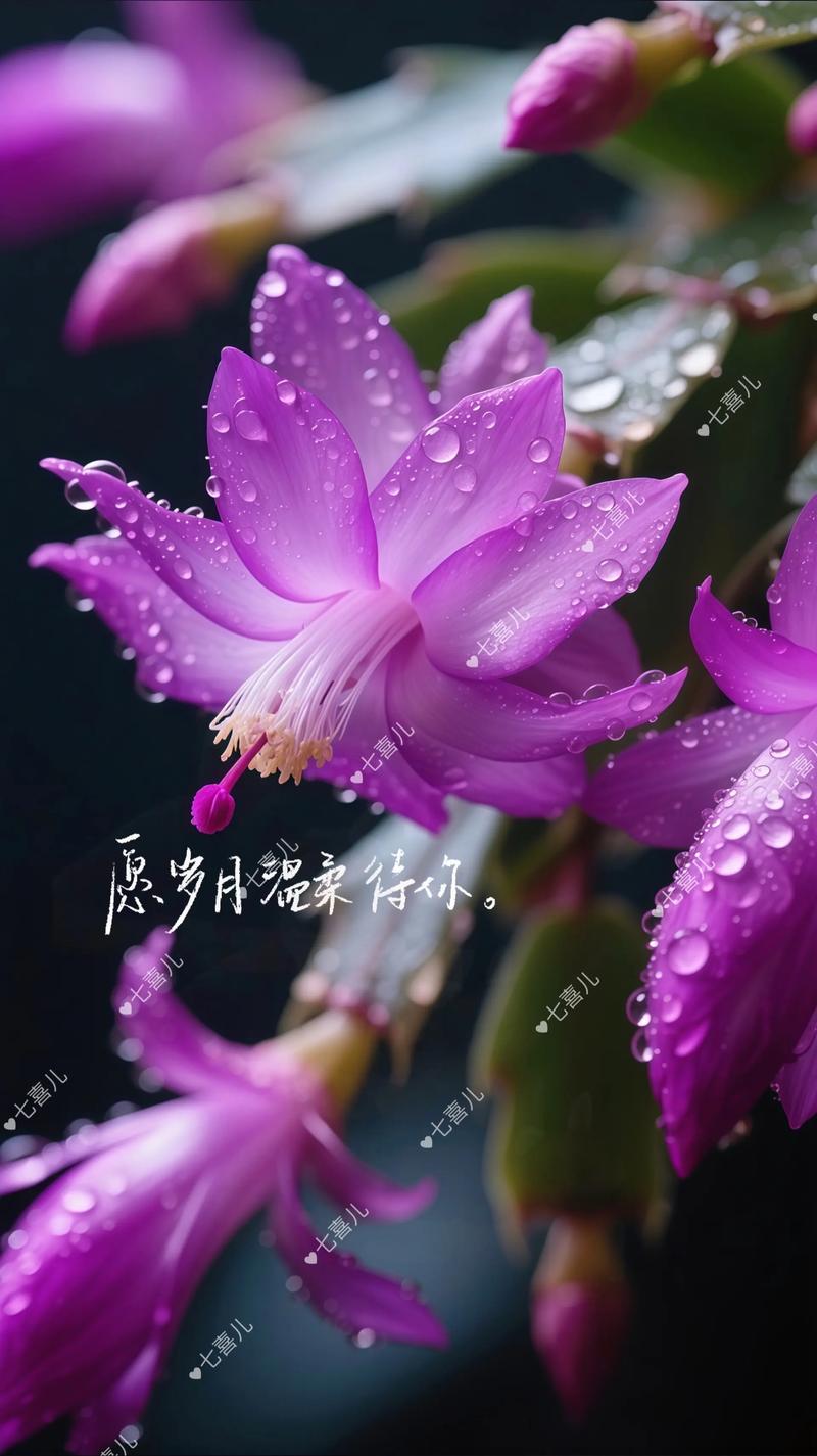 蟹爪兰放室内还是室外，蟹爪兰放室内还是室外好-第4张图片-优品飞百科