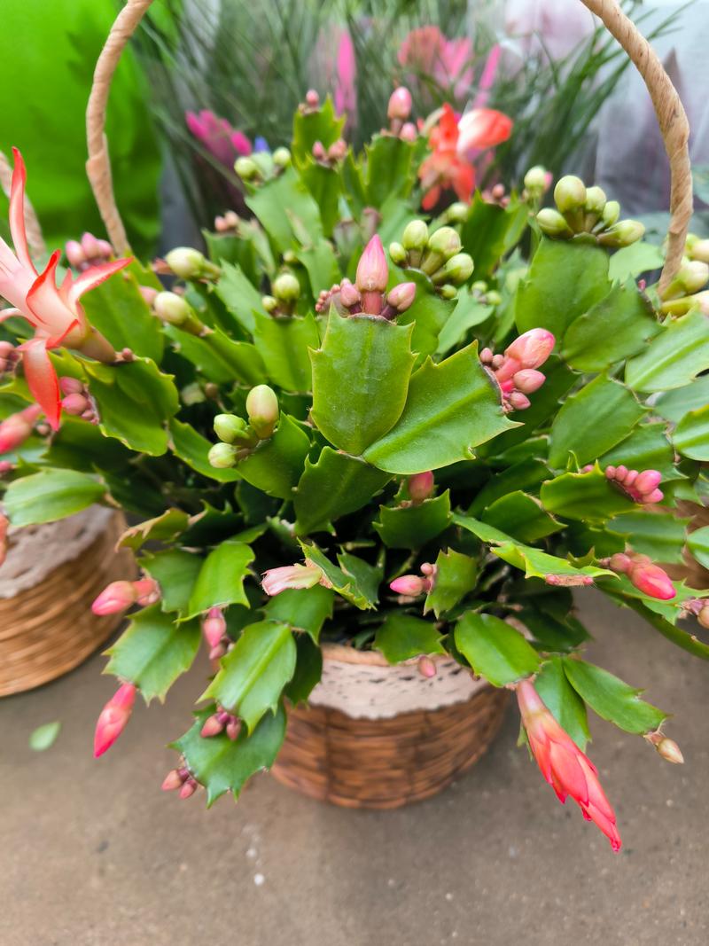 蟹爪兰放室内还是室外，蟹爪兰放室内还是室外好-第5张图片-优品飞百科