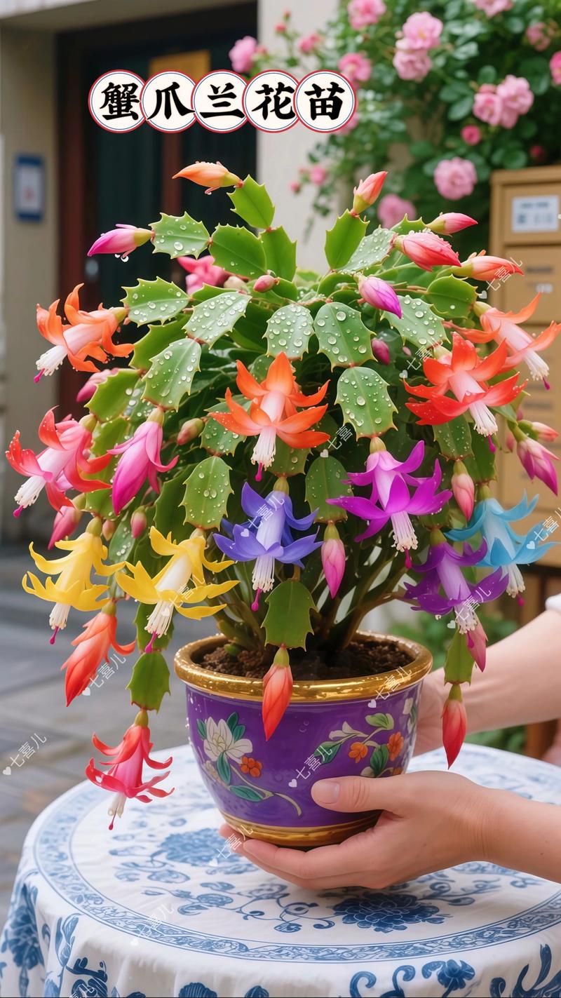 蟹爪兰放室内还是室外，蟹爪兰放室内还是室外好-第6张图片-优品飞百科