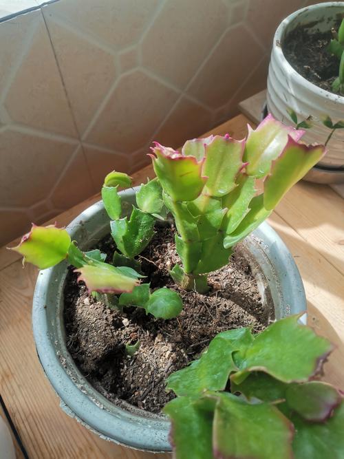 蟹爪兰放室内还是室外，蟹爪兰放室内还是室外好-第7张图片-优品飞百科