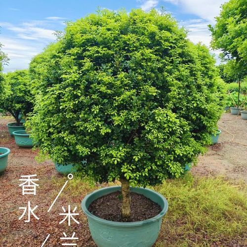 米兰有毒吗，米兰花可以放客厅吗，米兰花有毒吗香气无毒-第1张图片-优品飞百科