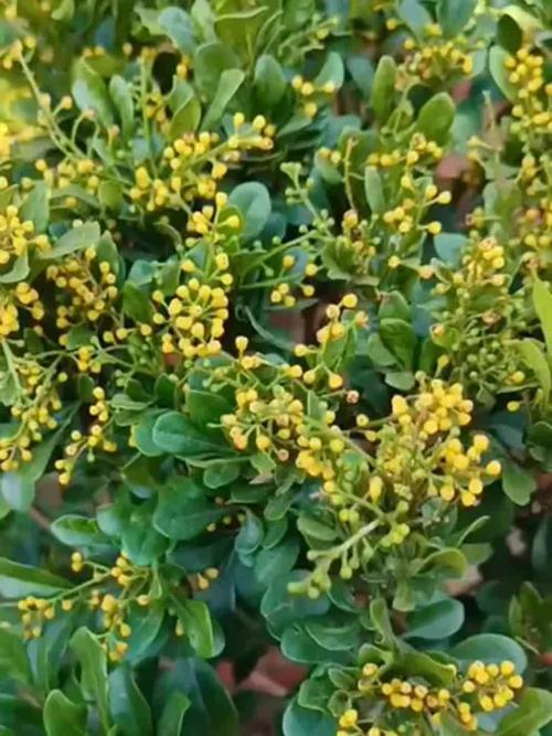 米兰有毒吗，米兰花可以放客厅吗，米兰花有毒吗香气无毒-第2张图片-优品飞百科