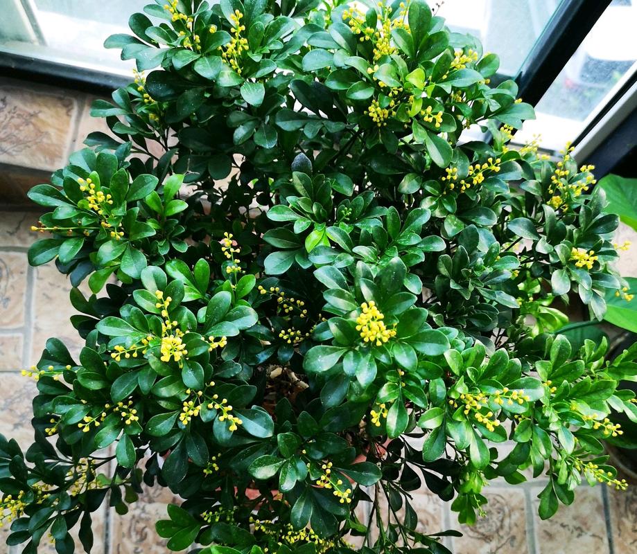 米兰有毒吗，米兰花可以放客厅吗，米兰花有毒吗香气无毒-第3张图片-优品飞百科