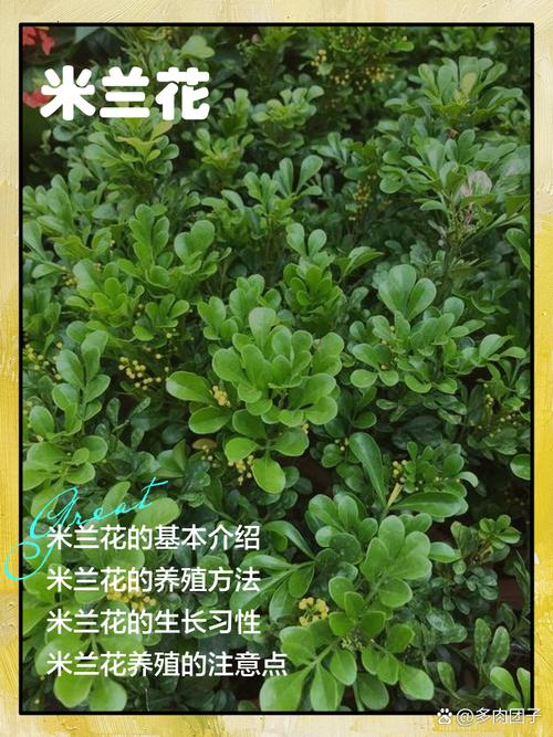 米兰有毒吗，米兰花可以放客厅吗，米兰花有毒吗香气无毒-第4张图片-优品飞百科