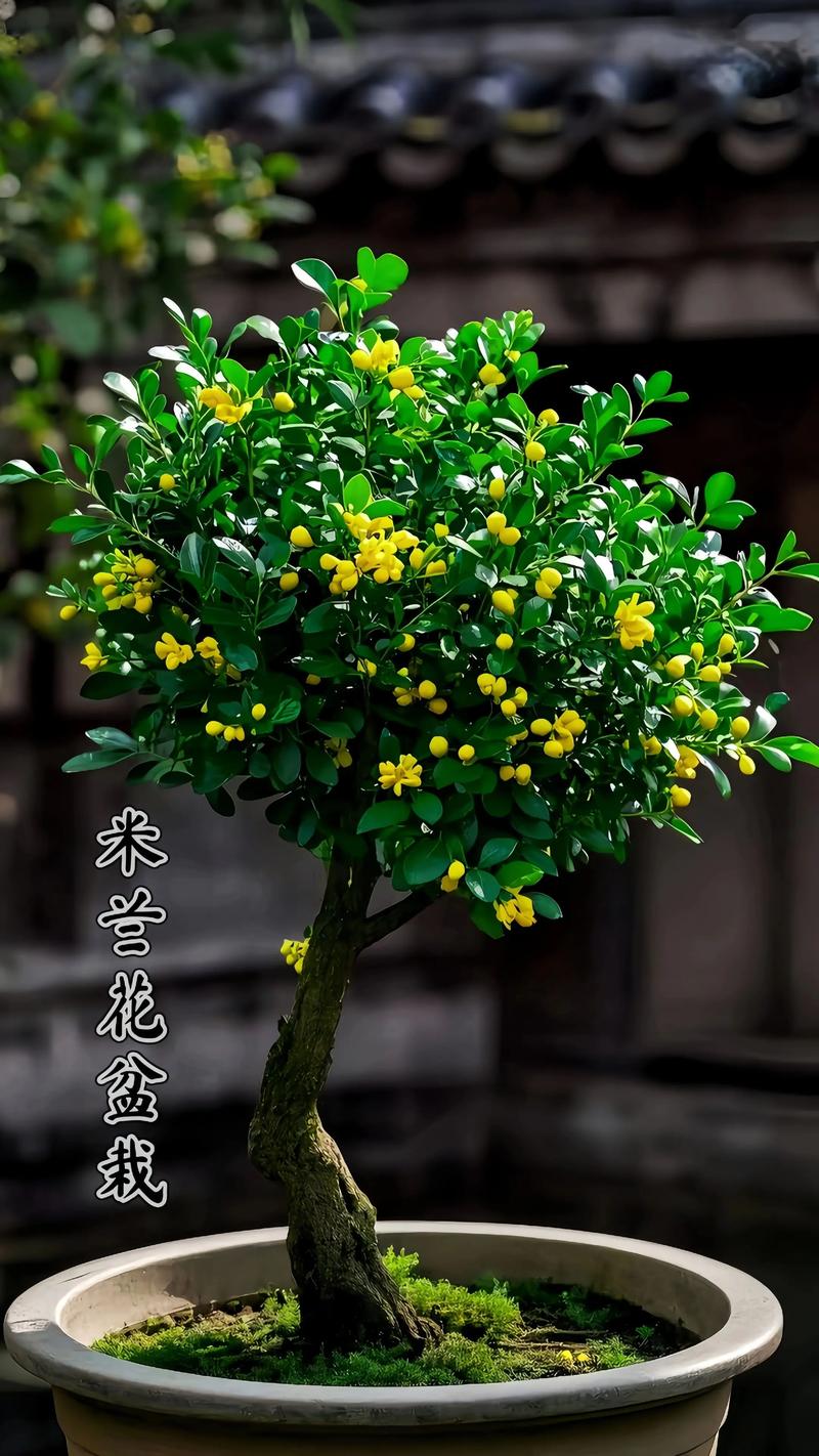 米兰有毒吗，米兰花可以放客厅吗，米兰花有毒吗香气无毒-第5张图片-优品飞百科