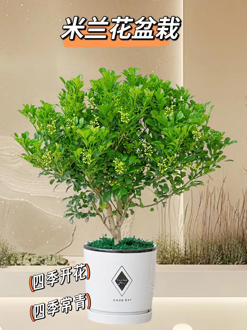 米兰有毒吗，米兰花可以放客厅吗，米兰花有毒吗香气无毒-第6张图片-优品飞百科