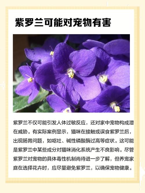紫罗兰适合在室内养吗，紫罗兰适合在室内养吗风水好吗-第2张图片-优品飞百科