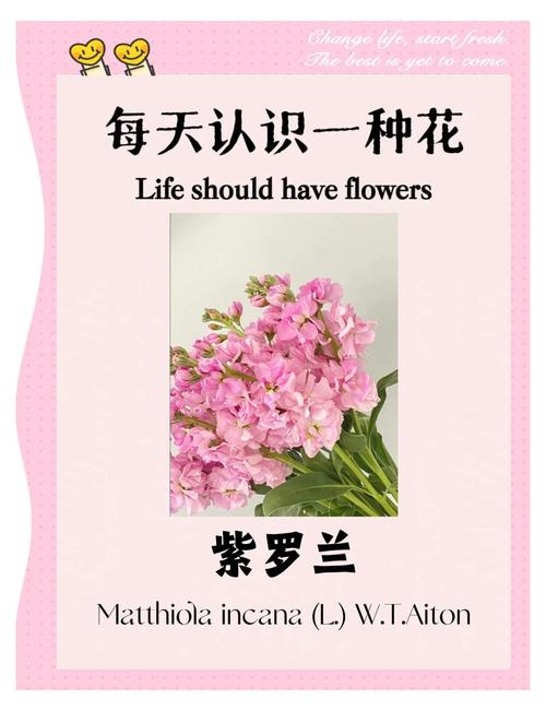 紫罗兰适合在室内养吗，紫罗兰适合在室内养吗风水好吗-第3张图片-优品飞百科