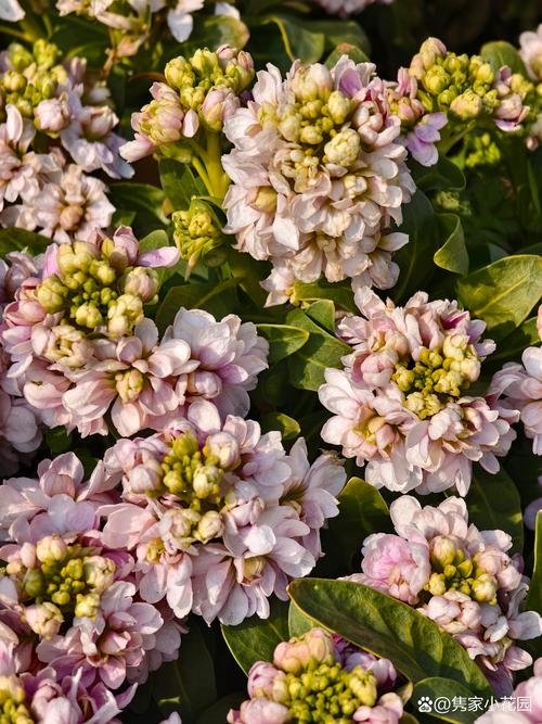 紫罗兰适合在室内养吗，紫罗兰适合在室内养吗风水好吗-第4张图片-优品飞百科