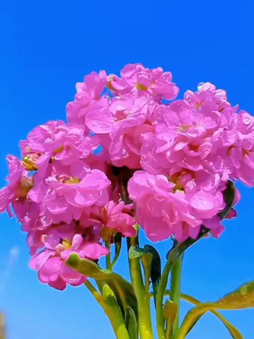 紫罗兰适合在室内养吗，紫罗兰适合在室内养吗风水好吗-第6张图片-优品飞百科