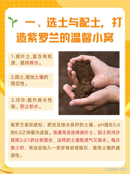 紫罗兰适合在室内养吗，紫罗兰适合在室内养吗风水好吗-第7张图片-优品飞百科