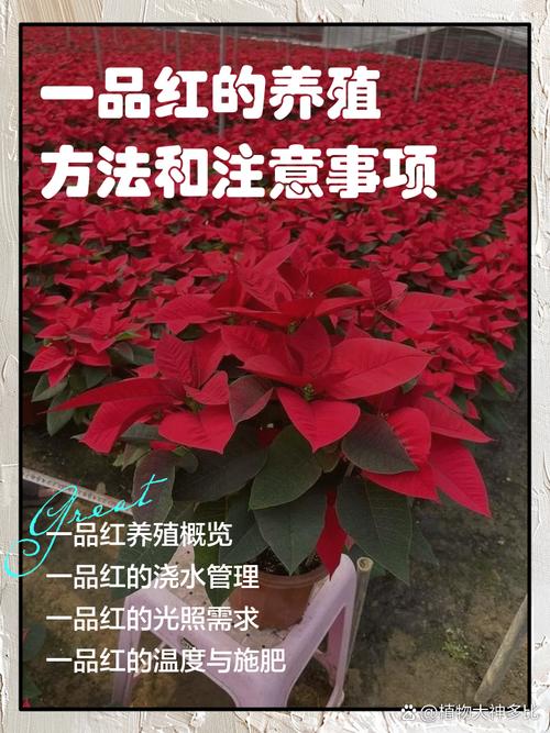 一品红的花语和传说,一品红这种花有毒吗-第2张图片-优品飞百科 一品红的花语和传说,一品红这种花有毒吗-第2张图片-优品飞百科