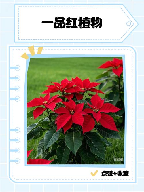 一品红的花语和传说,一品红这种花有毒吗-第3张图片-优品飞百科 一品红的花语和传说,一品红这种花有毒吗-第3张图片-优品飞百科