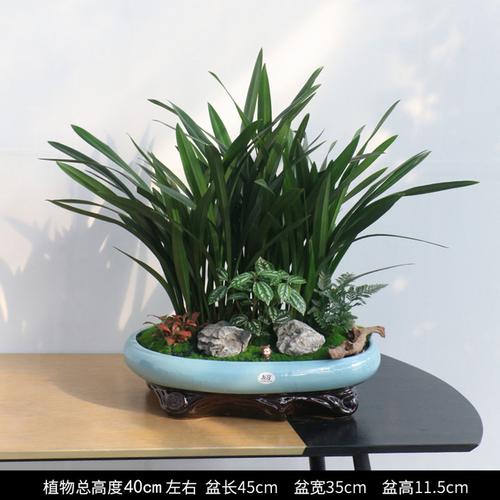 送盆栽的寓意，送盆栽的寓意和禁忌？