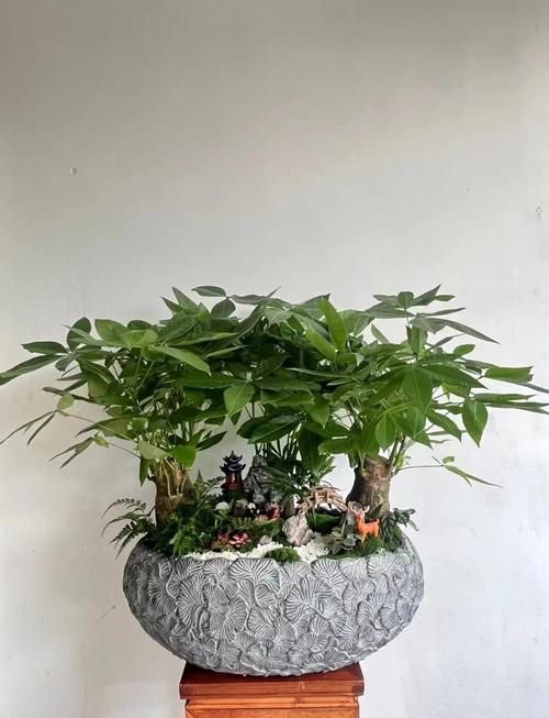 送盆栽的寓意,送盆栽的寓意和禁忌?-第3张图片-优品飞百科 送盆栽的寓意,送盆栽的寓意和禁忌?-第3张图片-优品飞百科