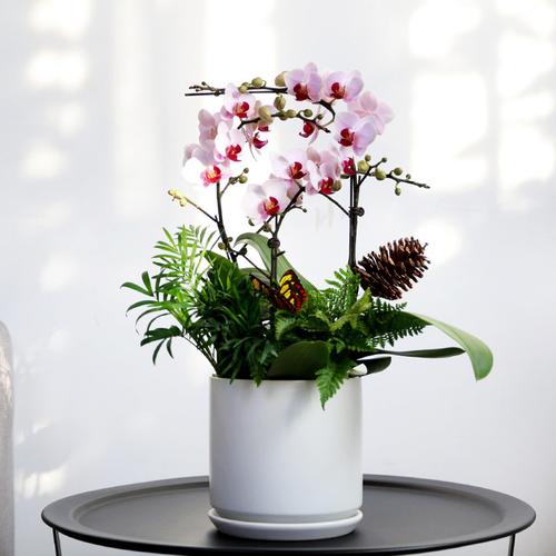 送盆栽的寓意,送盆栽的寓意和禁忌?-第4张图片-优品飞百科 送盆栽的寓意,送盆栽的寓意和禁忌?-第4张图片-优品飞百科