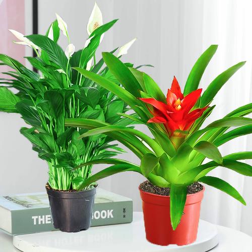 送盆栽的寓意,送盆栽的寓意和禁忌?-第6张图片-优品飞百科 送盆栽的寓意,送盆栽的寓意和禁忌?-第6张图片-优品飞百科