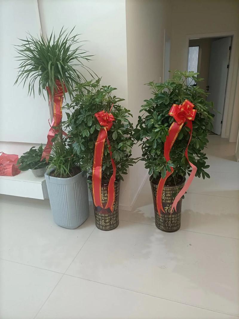 送盆栽的寓意,送盆栽的寓意和禁忌?-第7张图片-优品飞百科 送盆栽的寓意,送盆栽的寓意和禁忌?-第7张图片-优品飞百科