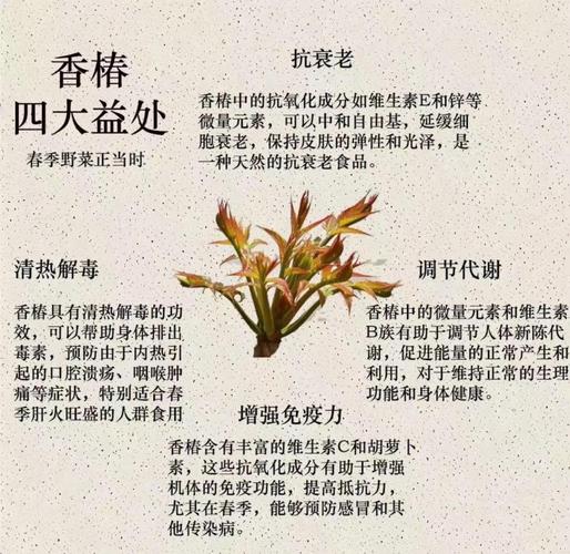 香椿的功效与作用，香椿的功效与作用及食用方法？-第2张图片-优品飞百科