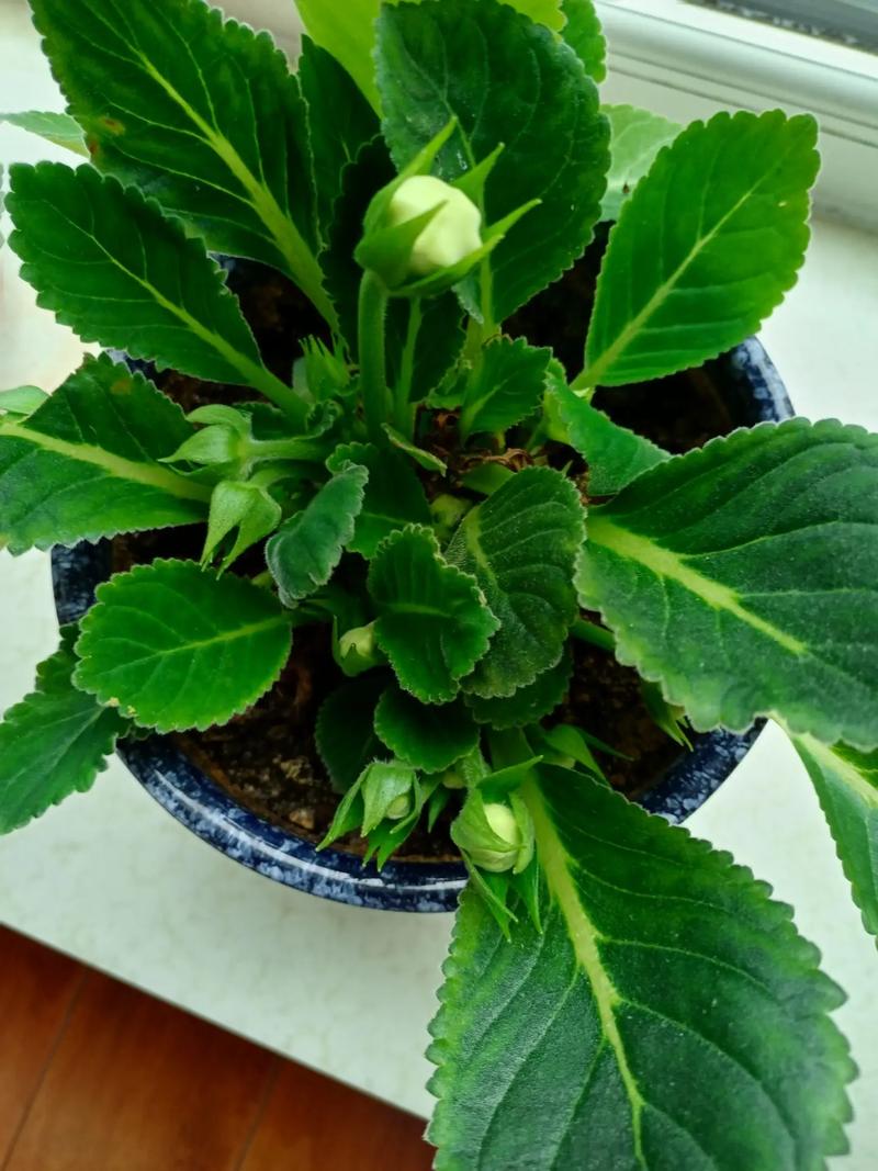 芙蓉的养殖方法和注意事项？胶原羹怎么吃？-第3张图片-优品飞百科