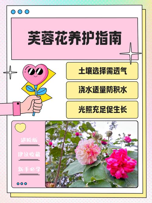芙蓉的养殖方法和注意事项？胶原羹怎么吃？-第4张图片-优品飞百科