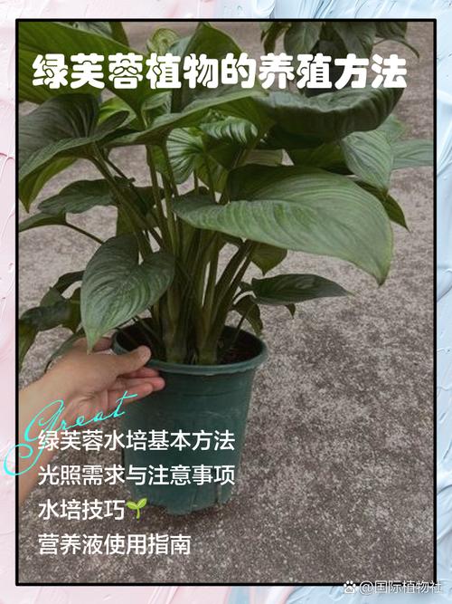 芙蓉的养殖方法和注意事项？胶原羹怎么吃？-第5张图片-优品飞百科