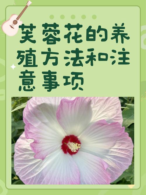 芙蓉的养殖方法和注意事项？胶原羹怎么吃？-第6张图片-优品飞百科