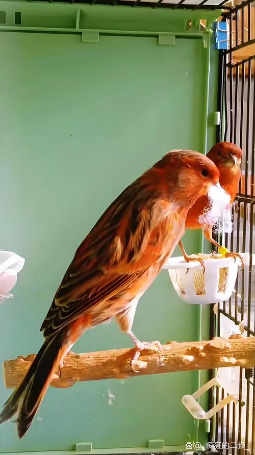 芙蓉的养殖方法和注意事项？胶原羹怎么吃？-第7张图片-优品飞百科