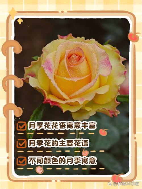 月季花花语，白色月季花的花语？-第2张图片-优品飞百科